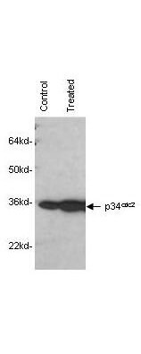 Anti-Human p34cdc2 Monoclonal Antibody - Western Blot