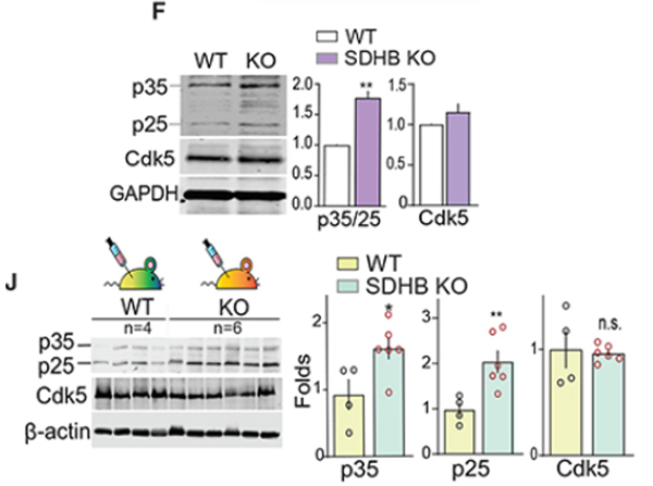 Western blot using CDK5