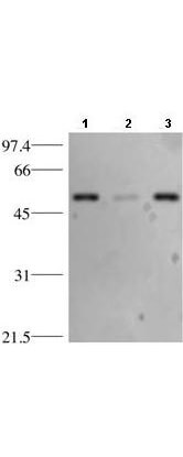 p53 Antibody - Western Blot