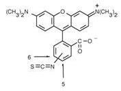 Structure - tetramethylrhodamine-5-(and-6)-isothiocyanate (5(6)-TRITC)