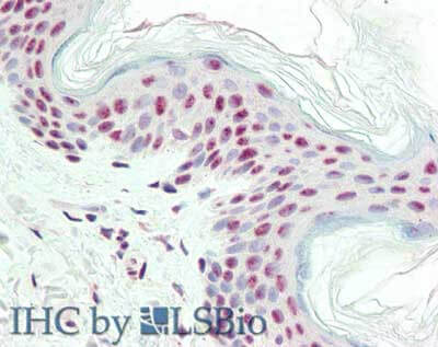 Immunohistochemistry of Mouse anti-IPO-38 antibody
