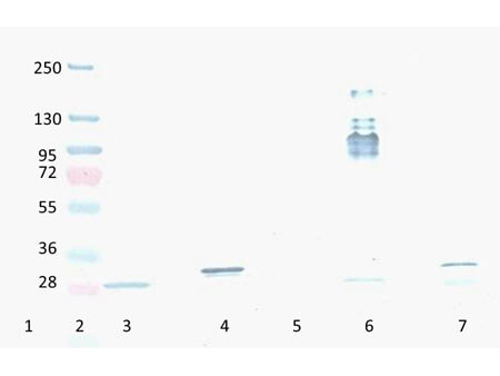 Western Blot -  Mouse Anti-RFP antibody