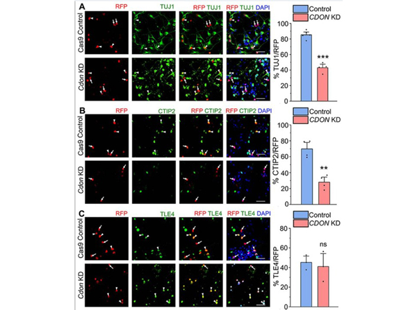 Immunofluorescence using RFP