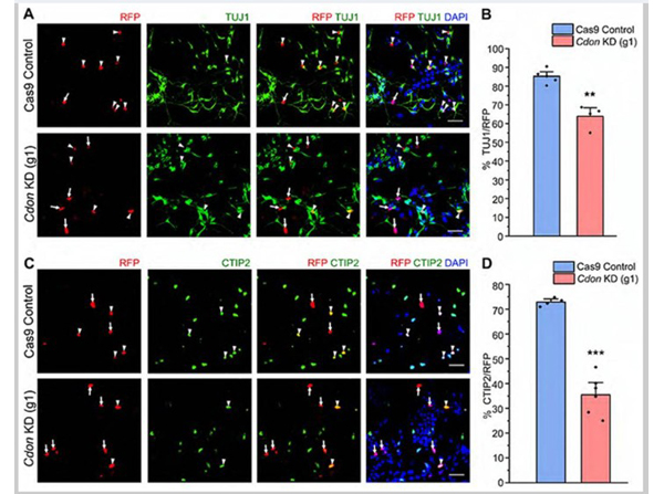 Immunofluorescence using RFP