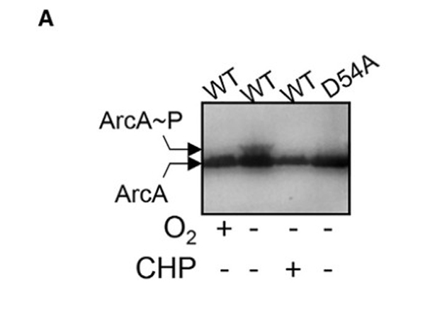 Western Blot using 6X His