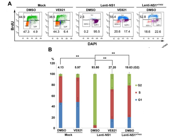 Flow Cytometry using FLAG