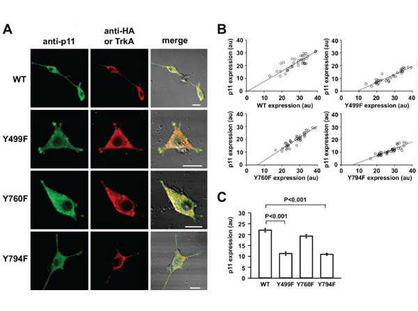 Immunofluorescence using FLAG