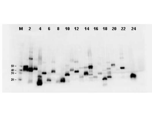 Western Blot-Monoclonal Antibody to detect FLAG™ conjugated proteins