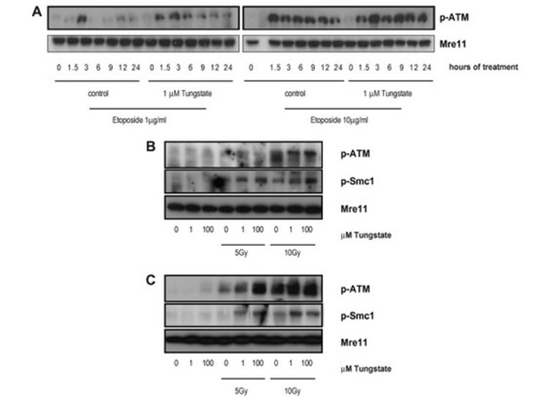 Western blot using SMC1 pS957