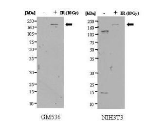 Anti-SMC1 pS957 Antibody - Western Blot