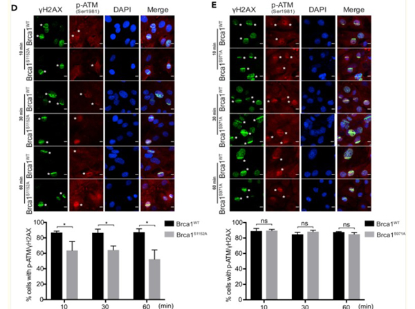 Immunofluorescence using ATMpS1981