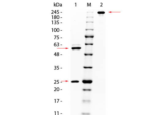 AKT Monoclonal Antibody - SDS-PAGE
