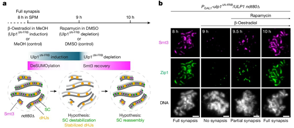 Immunofluorescence of Smt3