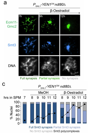 Immunofluorescence of Smt3