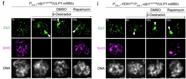 Immunofluorescence of Smt3