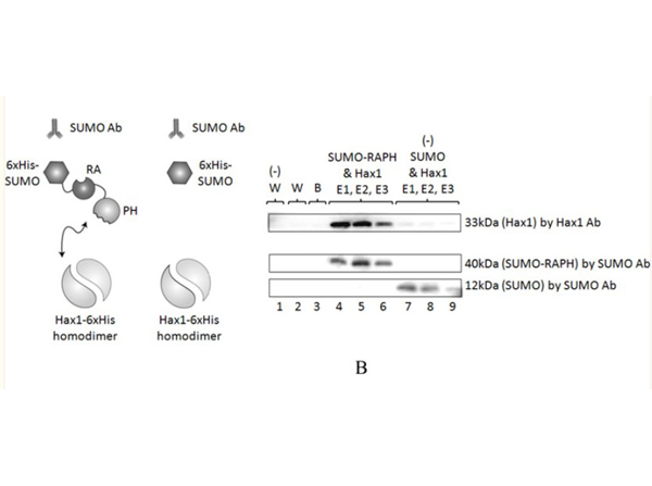 Western blot using SUMO