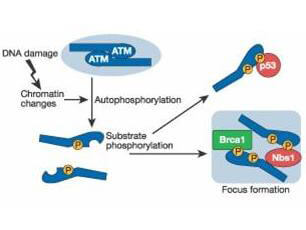 ATM authophosphorylation.