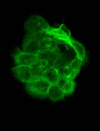 Immunofluorescence of Mouse monoclonal anti-Alpha Tubulin antibody