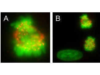 Anti-CENPE Antibody - Immunofluorescence Microscopy