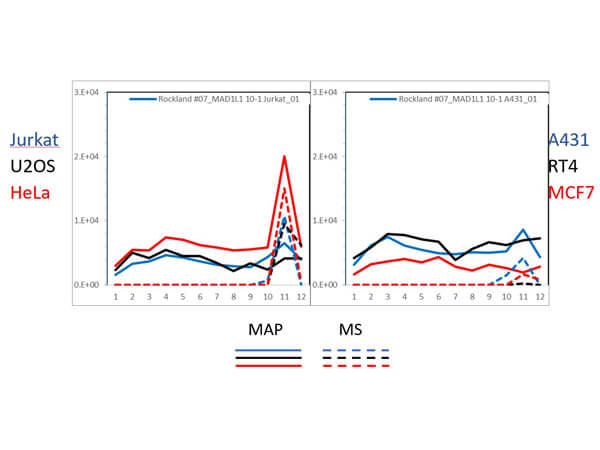 PAGE-MAP (microsphere affinity proteomics) of Mouse Anti-MAD1L1 Antibody