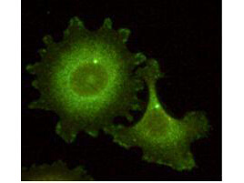 Anti-HEF1 Antibody - Immunofluorescence Microscopy