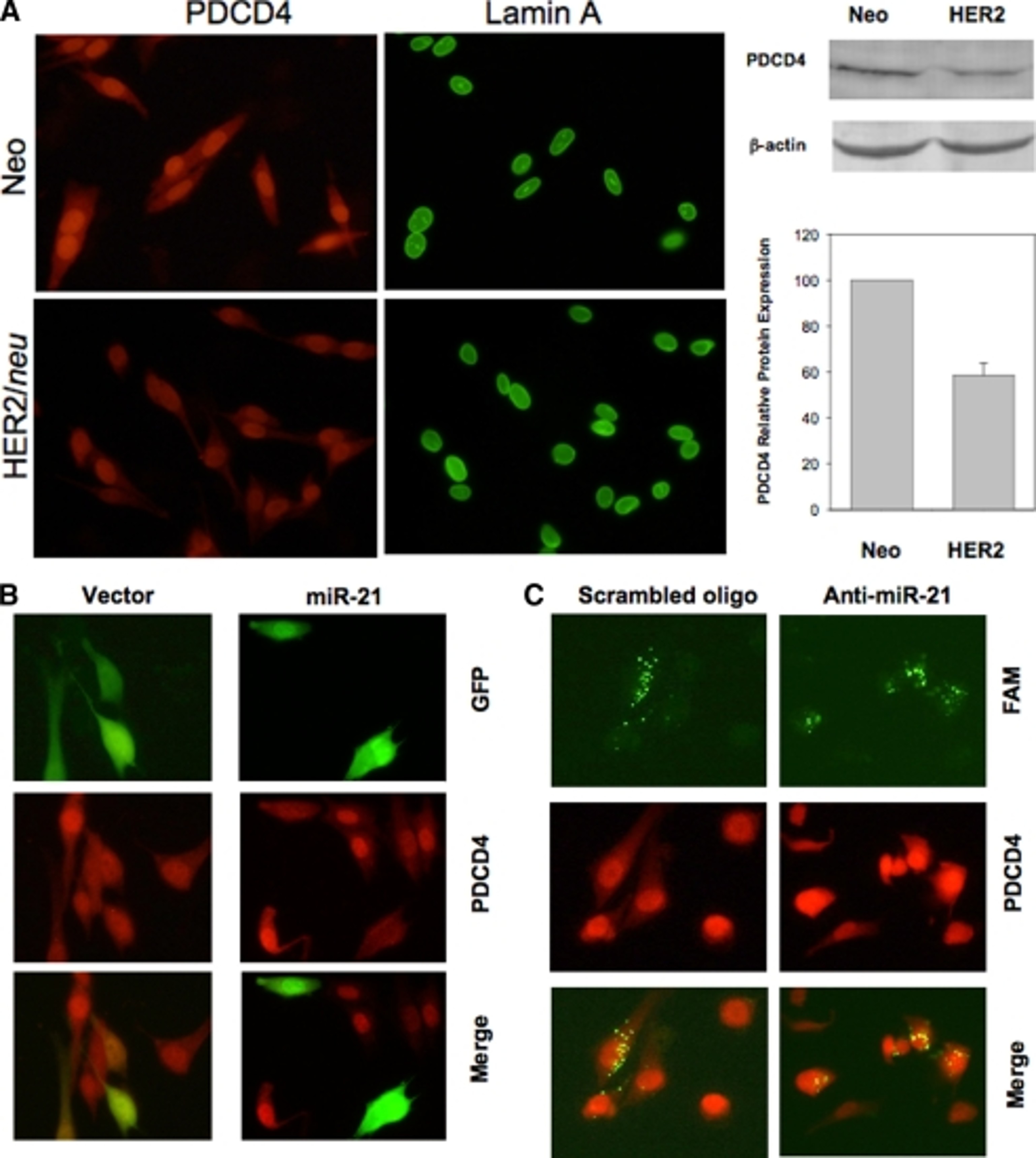 Immunofluorescence using Pdcd4pS457