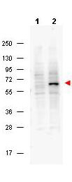 Anti-Pdcd4 pS457 Antibody - Western Blot
