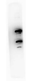 Rockland PDCD4 antibody Western Blot