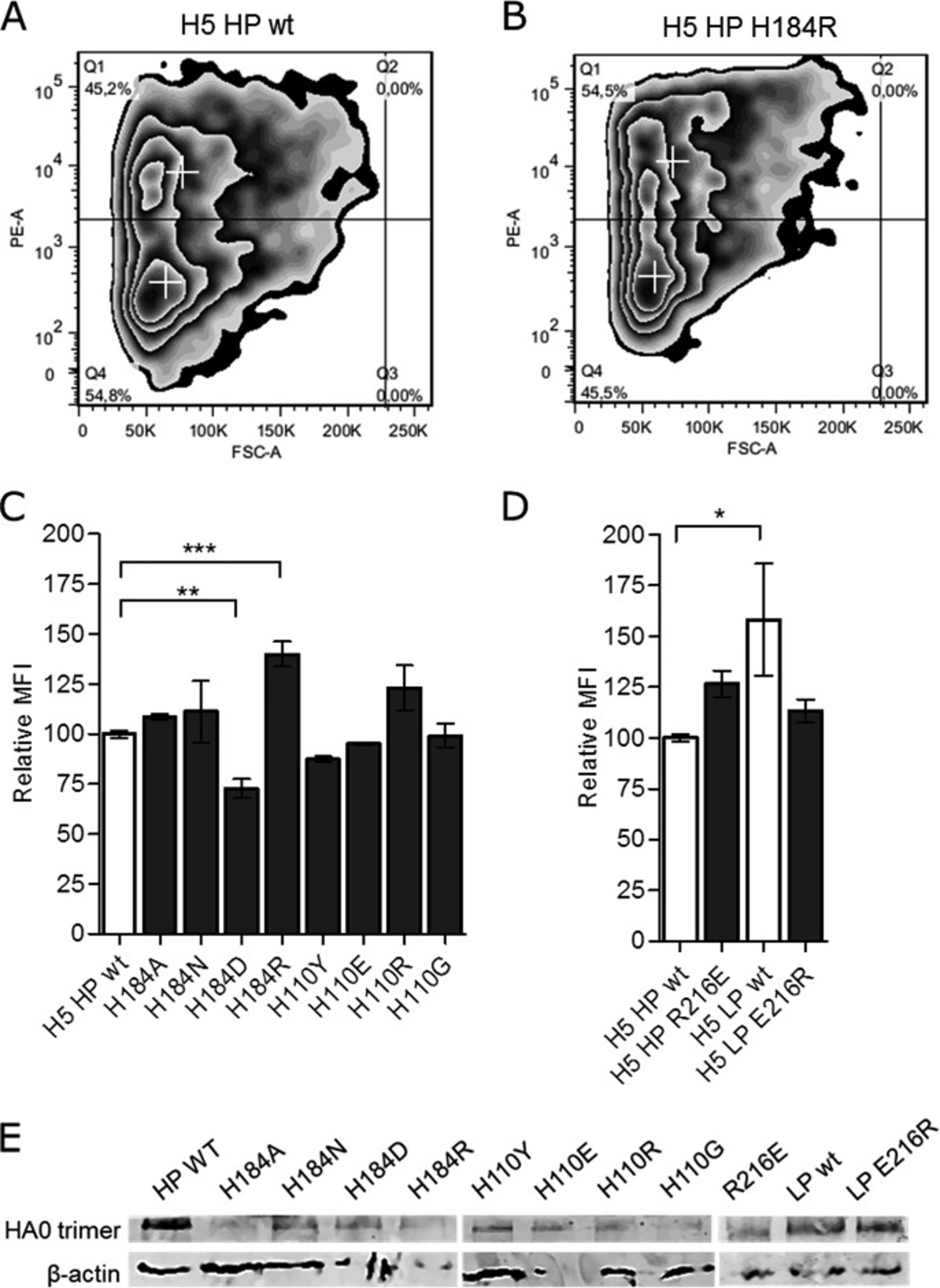 Immunostaining and flow cytometry using the H5-specific antibody Vn04-2