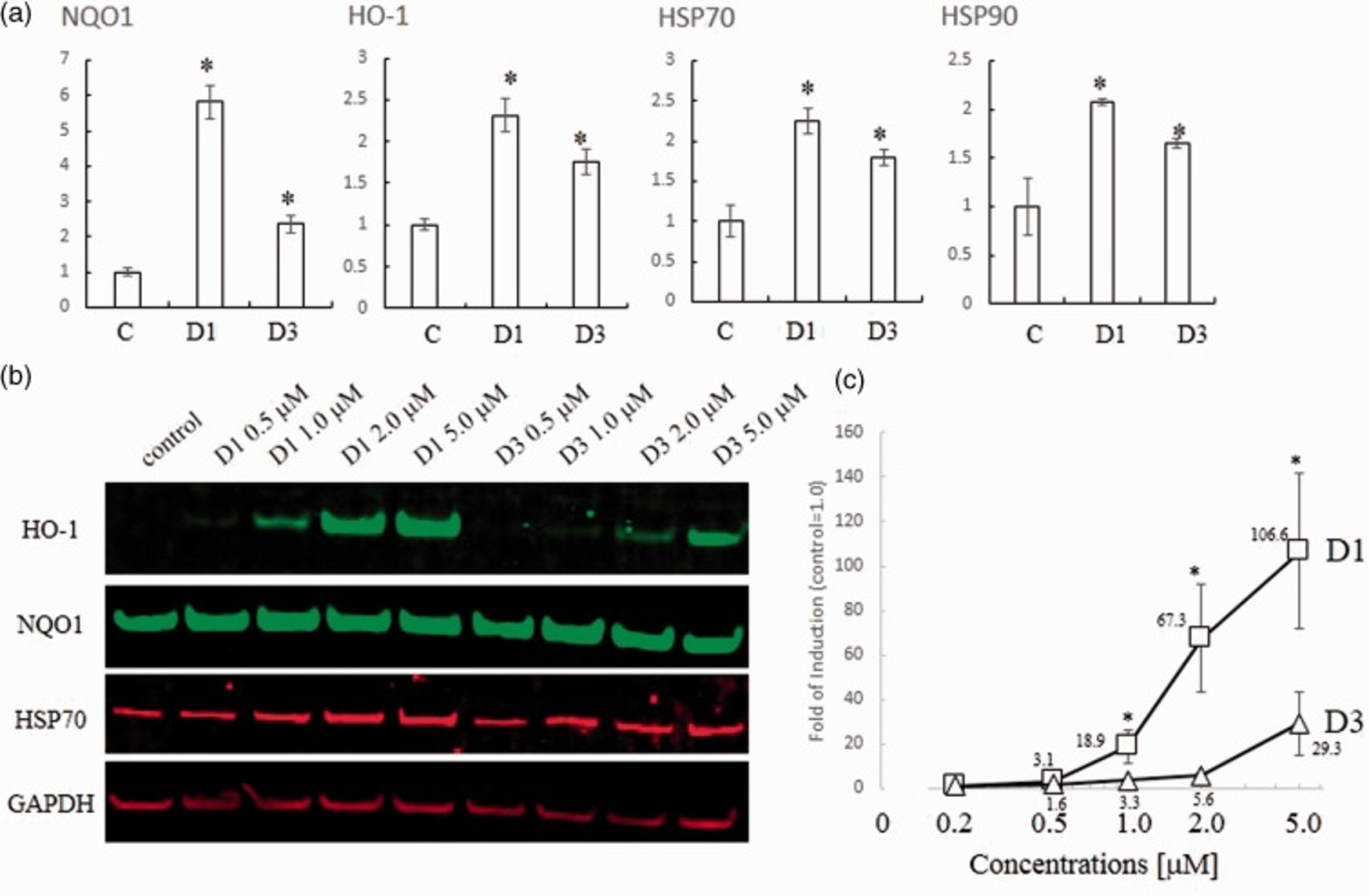 Western Blot using Hsp70