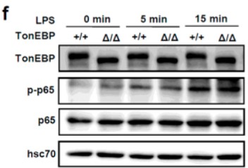 Western Blot using Hcs70