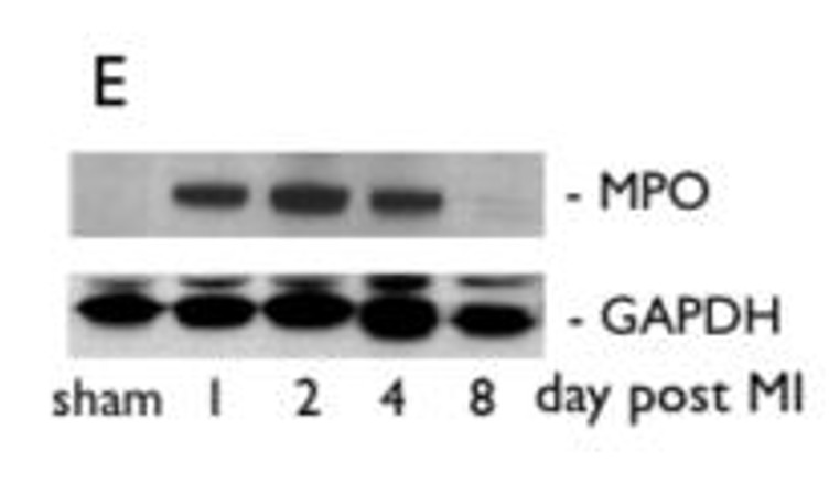Western blot using GAPDH