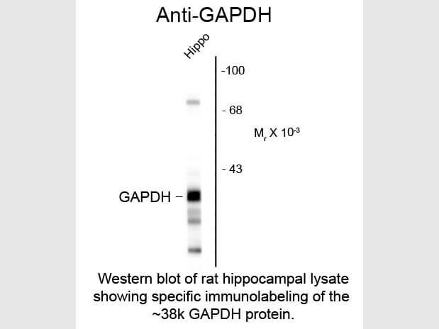 Western Blot of Anti-Glyceraldehyde-3-Phosphate Dehydrogenase (GAPDH) Antibody - 200-301-A33