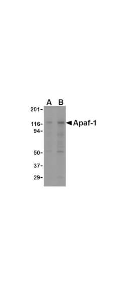 Anti-Apaf1 Antibody - Western Blot
