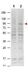 Anti-Stat5 pY694 Monoclonal Antibody - Western Blot