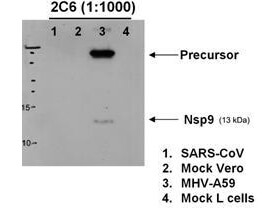 Anti-MHV-A59 nsp9 Antibody - Western Blot