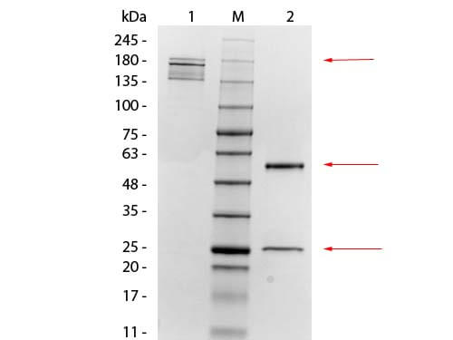 Mesothelin Monoclonal Antibody - SDS-PAGE
