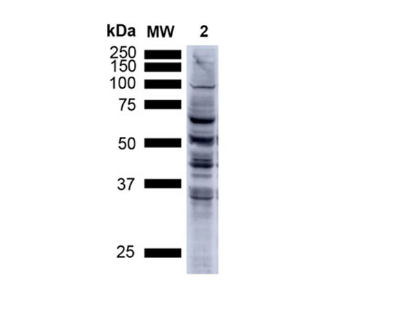 Western Blot of Anti-Nitrotyrosine