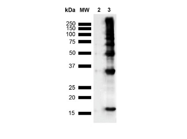 Western Blot of Anti-Nitrotyrosine