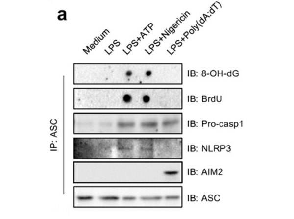 Western Blot using 8OHdG