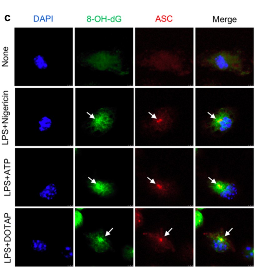 Immunofluorescence using 8OHdG