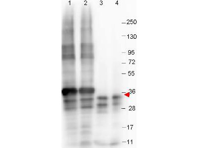 Anti-NAG-1 (N-terminal specific) Monoclonal Antibody - Western Blot