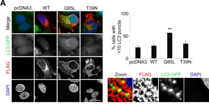 Immunofluorescence using FLAG
