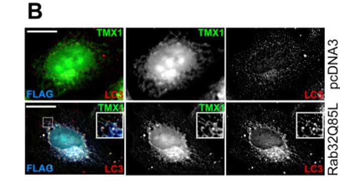 Immunofluorescence using FLAG