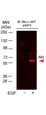 Anti-AKT pS473 Antibody - Western Blot