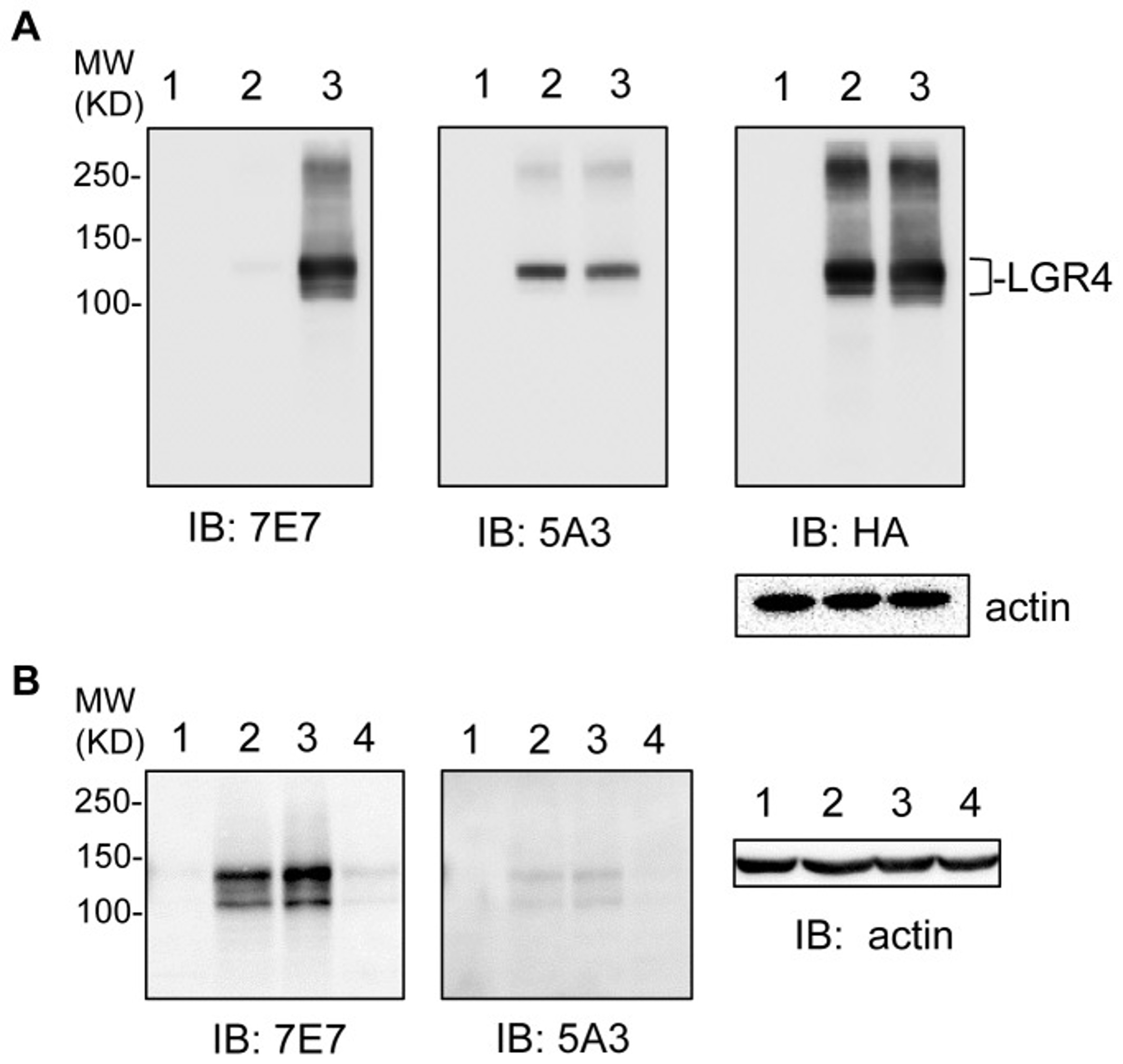 Western Blot using LGR4
