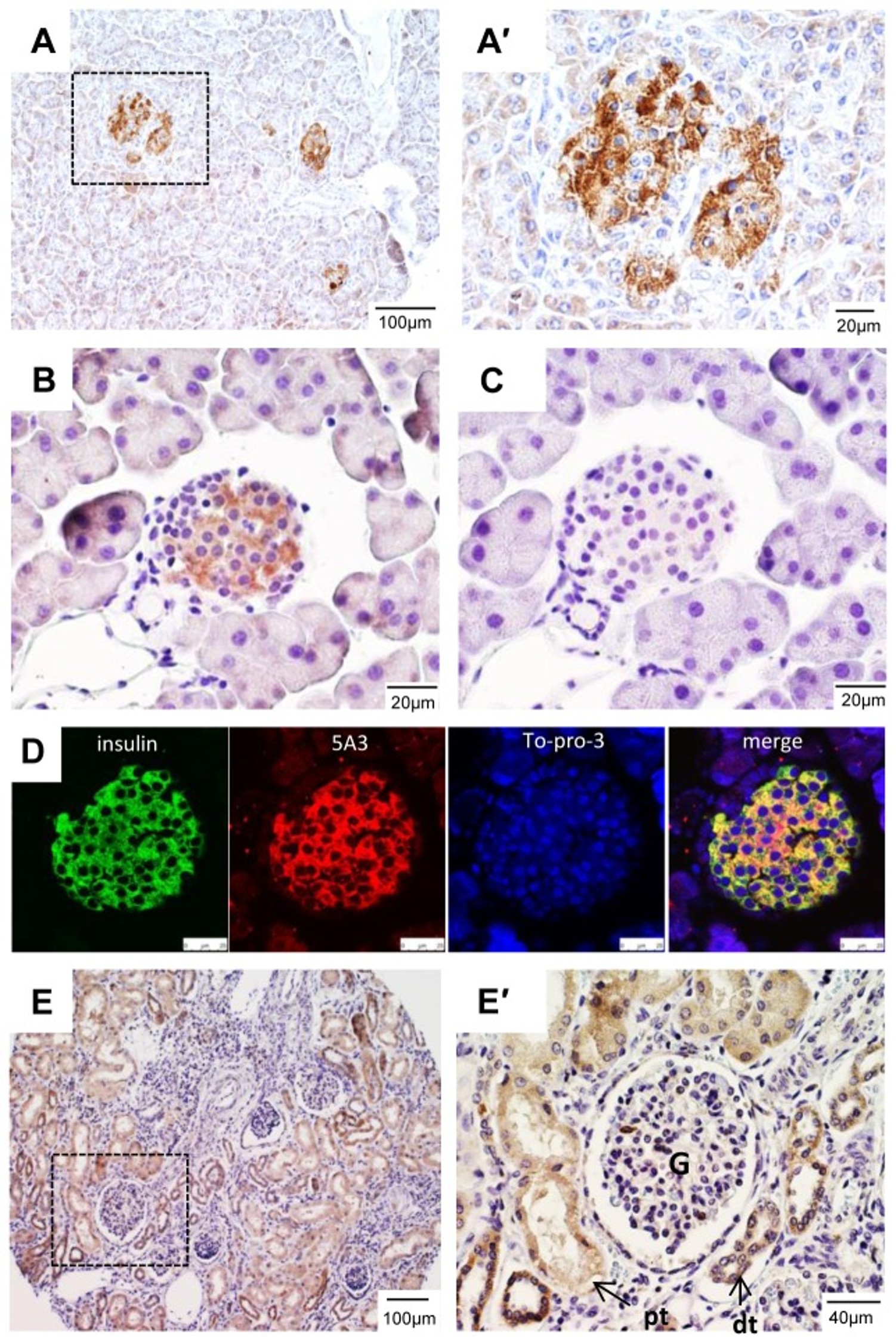 Immunohistochemistry using LGR4