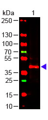 TRPC6 Antibody - Western Blot