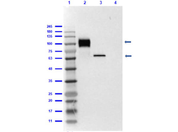 Western Blot of Mouse Anti-6X HIS Epitope Tag Antibody