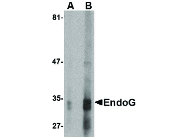 Western Blot of EndoG Antibody [7G1C10]